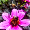 vnessbee