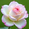 giang_5102010