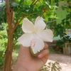 dawmiphyu5