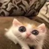 babylulu0555