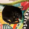 zsazsakitty33