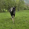 horse.kurdistan44