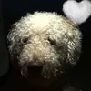 scalopendra_