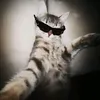 v_z.b