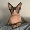 cukigatuna