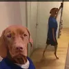 adam_28546__az