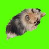 rey_the_dog