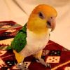 ahmad_br_28