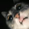 vanyynot