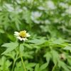 almiraa2019