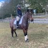 sophtheequestrian