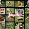 josysilva