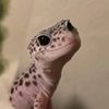 mr.leorios_left_earlode