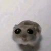skiby_ec