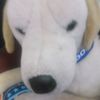 supongo2