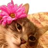 ccntikaamlni