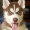goodest.boi.loki