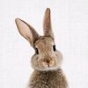 __bunnyrabbit