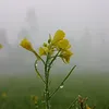 bishal___thapa0