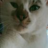 hilloomee