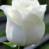 nadhimsabbar1