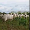 fazendas_sitios_caip