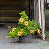 txflowerspeacecatslydia