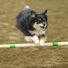 winnie_the_miniaussie