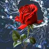 alwalyalhsan0