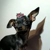 banny_dog_kyiv