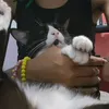 msqninja