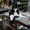 kittyslayer15