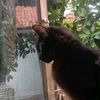 dedeai04