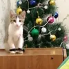 aleksandrasimda