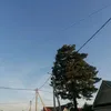 rekornak