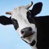 legendaryxcow
