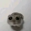 sad_h4mster