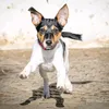 linavomwelpenzumhund