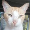 betoysusgatos