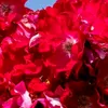 yaskam___87