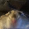 kaden_invr