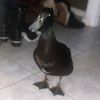 ducksifer