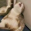 meoowpp