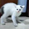 nsywms