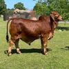 walkerranchbrahmans
