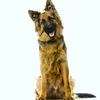 mylo_is_herder