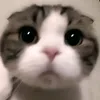 smp_dbear