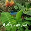 majidnasser6