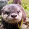 otter_luna