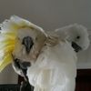theparrotcircus